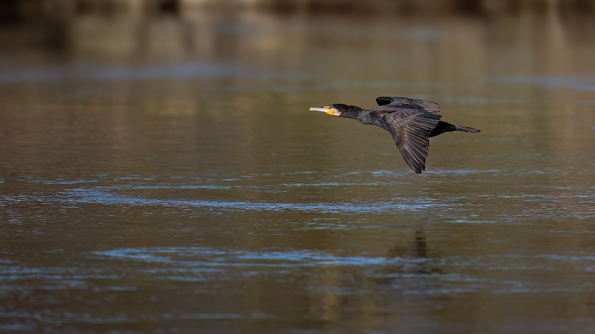 _RGZ0209-Koks-Loch-1200.jpg