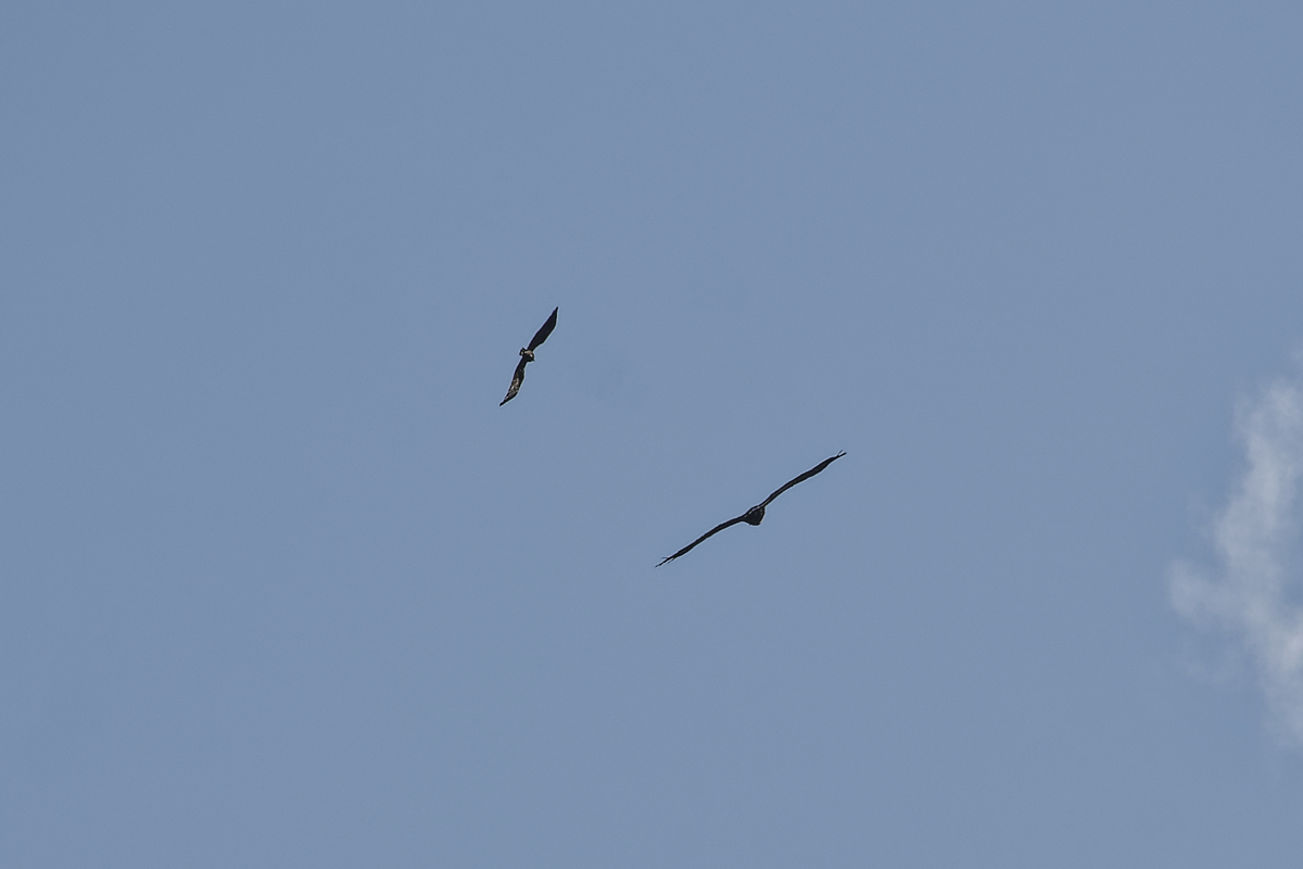 _Z500174_DxOAAxl_1.jpg
