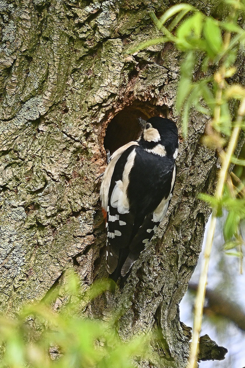 _Z5049001NXDxl.jpg