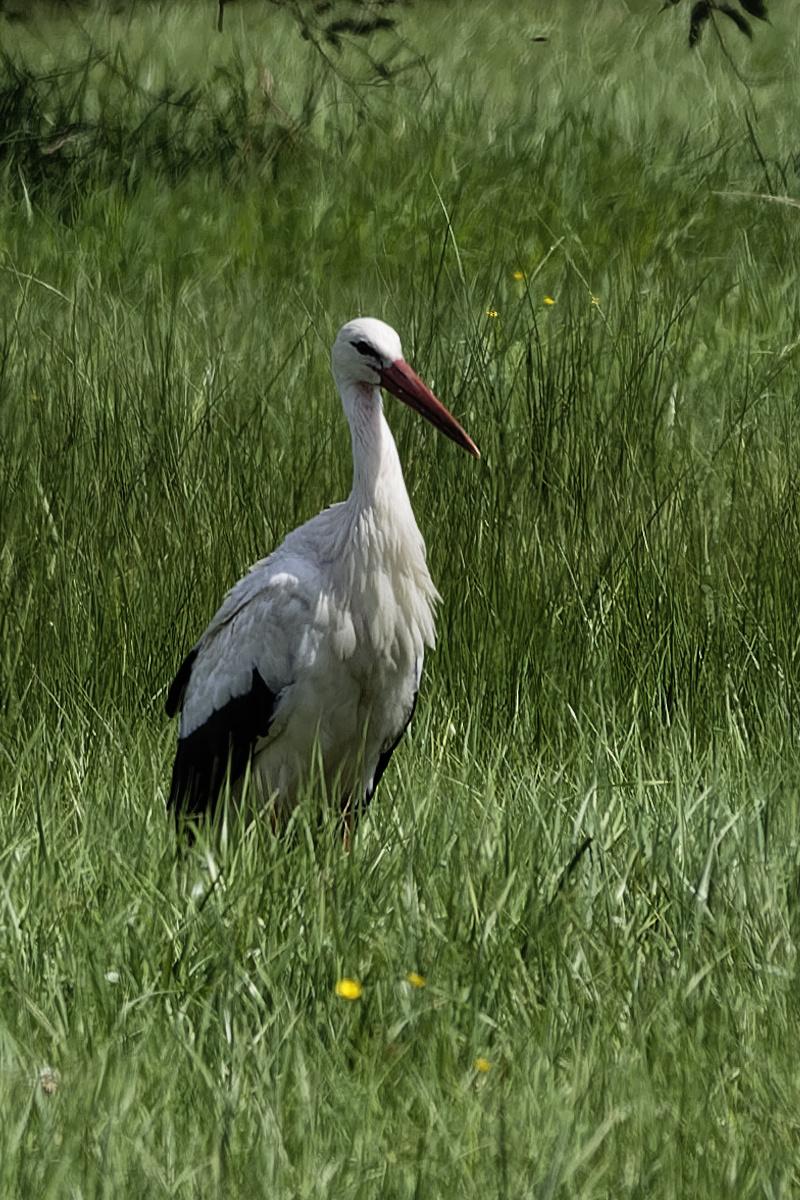 _Z507210_DxOAxl.jpg