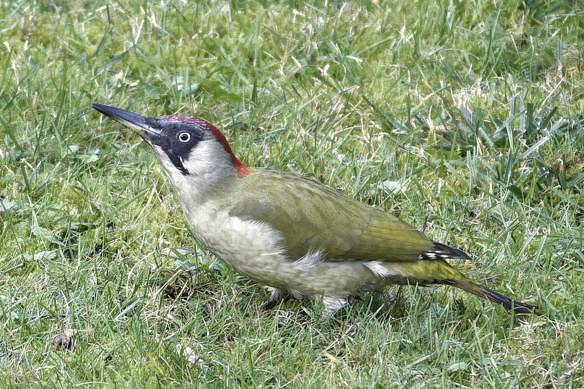 _Z508858_DxOAAAlx.jpg