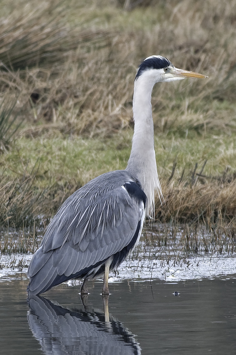 _Z508969_DxOAAxl.jpg