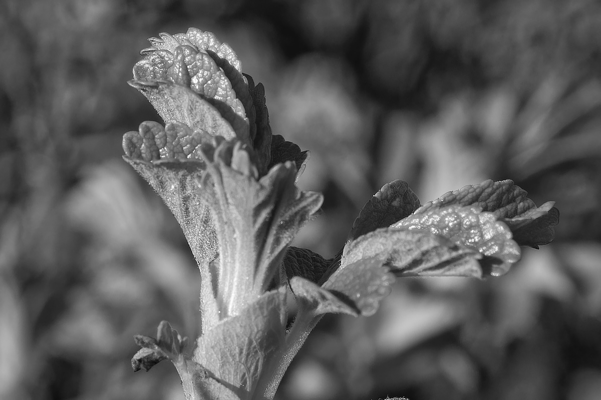 _Z509094_DxOA_SWxl_1.jpg