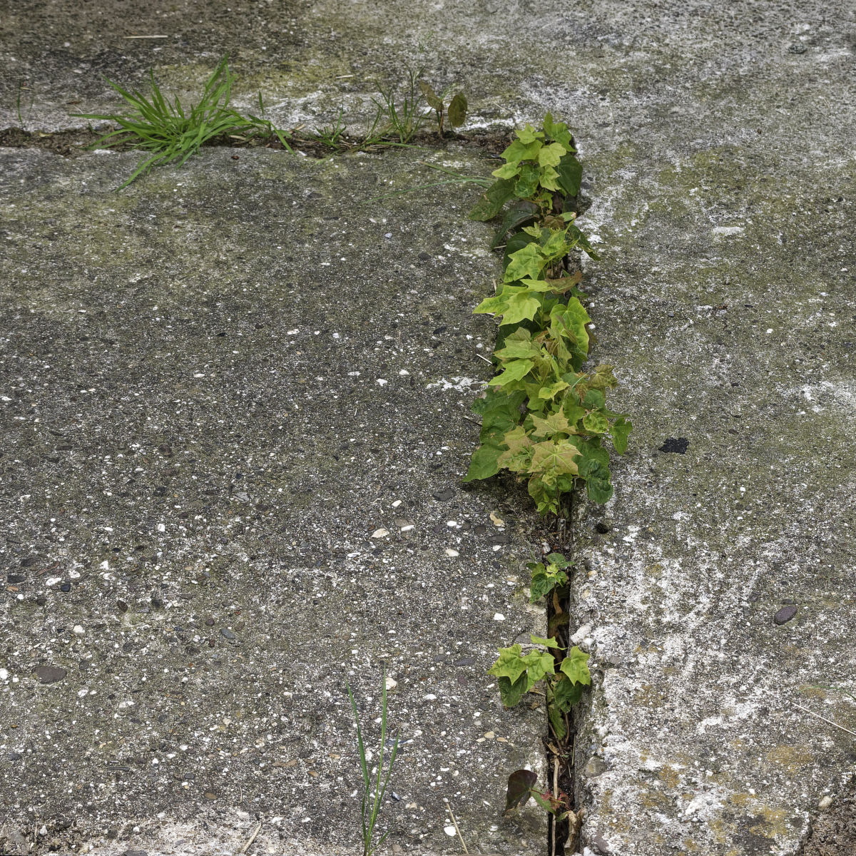 _Z509526_DxOQAxl.jpg