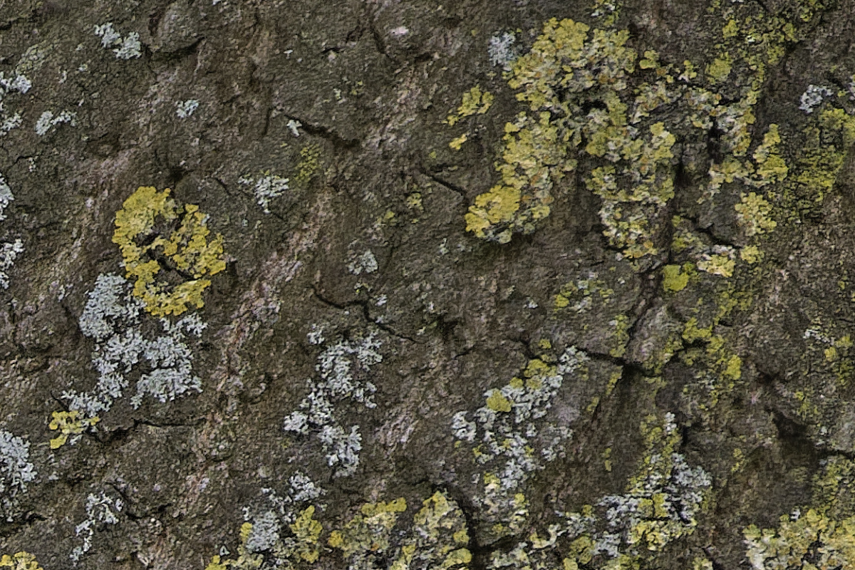 _Z509554_DxOAAxl_1.jpg
