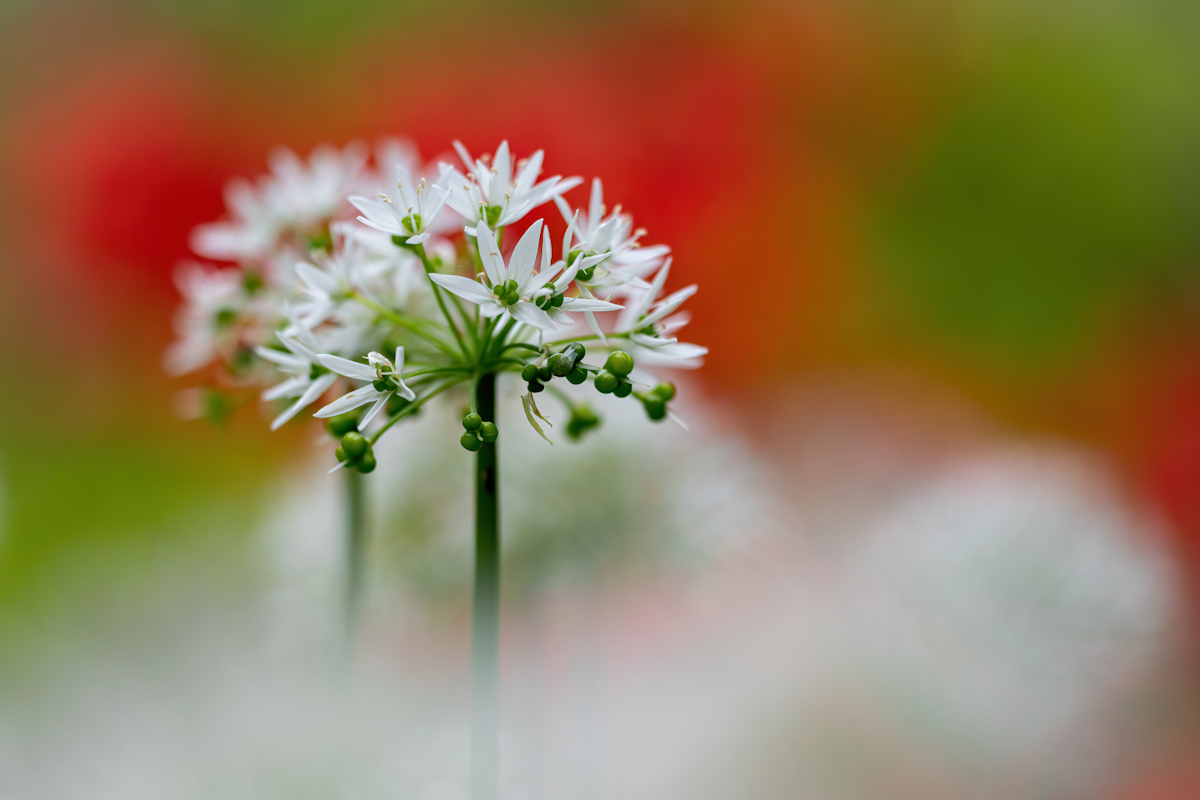 _Z621465-DeNoiseAI-clear.jpg