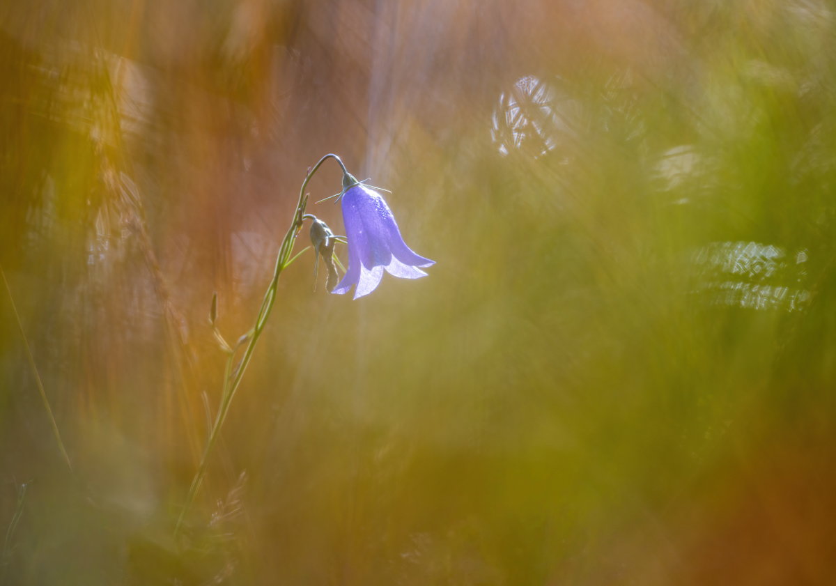 _Z623483-DeNoiseAI-clear.jpg