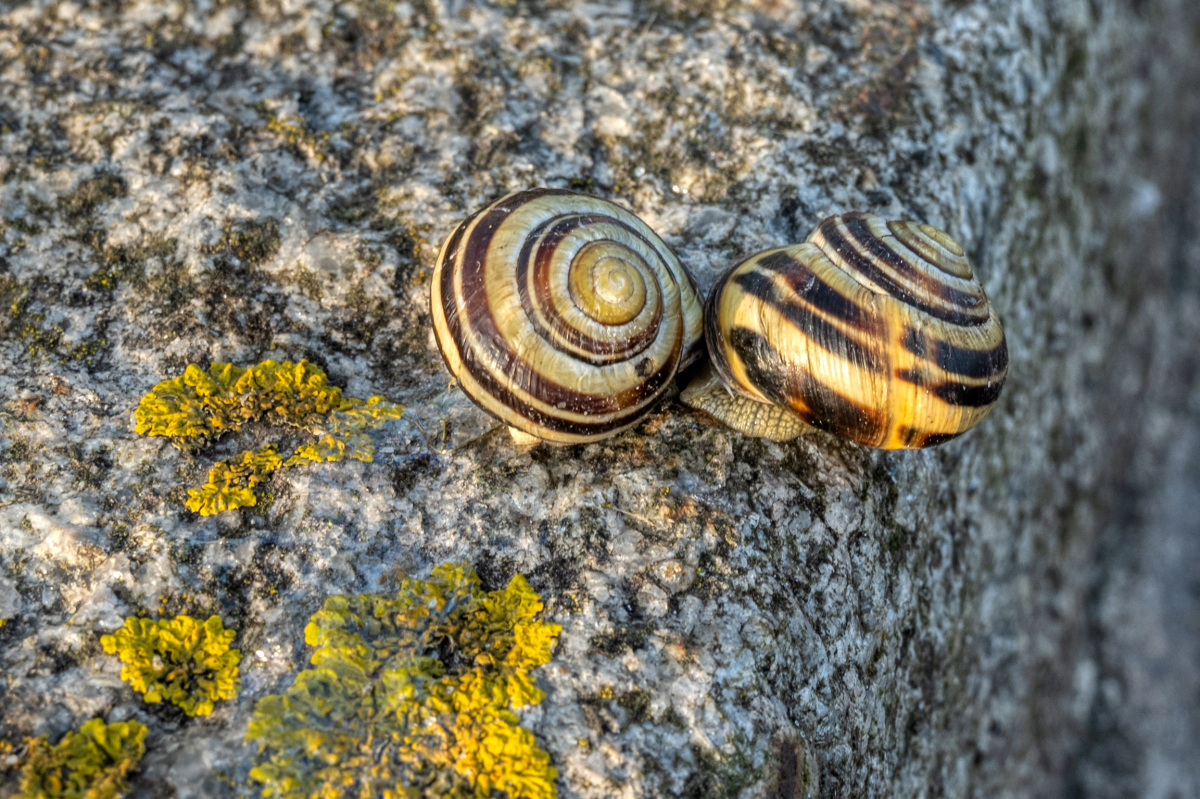 _Z7F6145.JPG