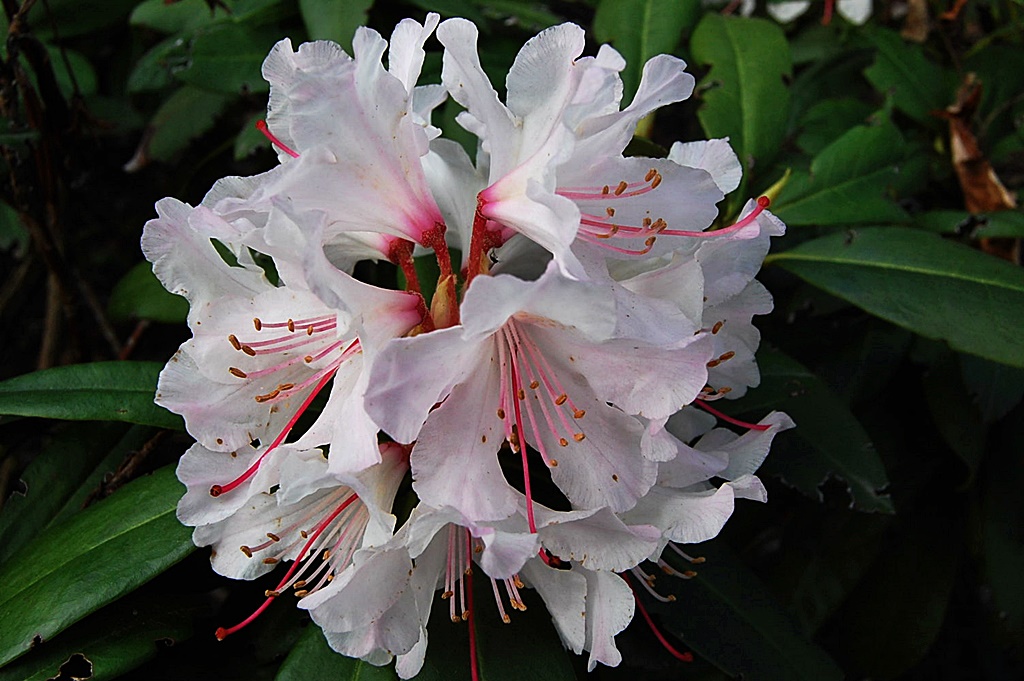 a 004