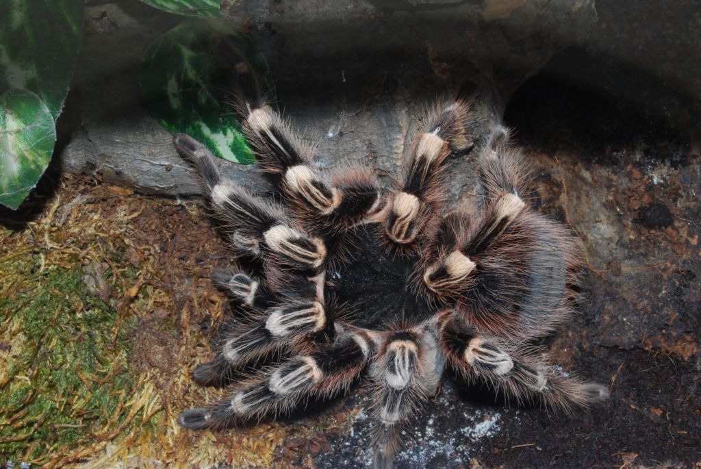 A. geniculata Freihand und Blind von oben