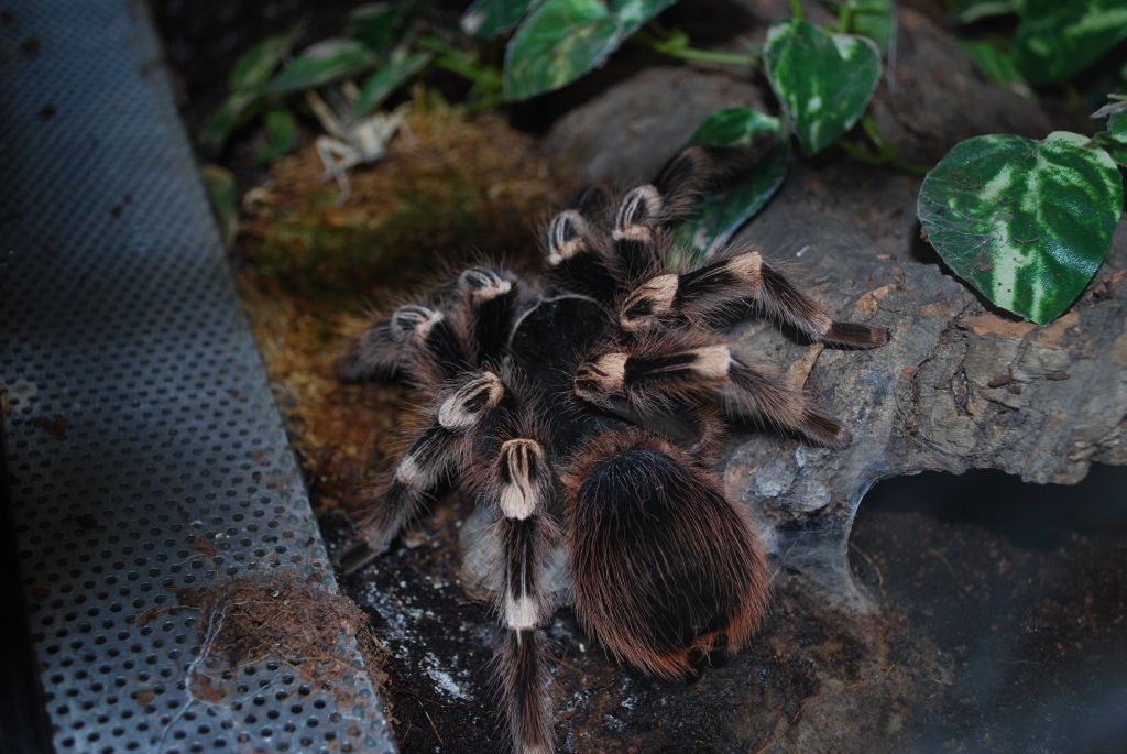 A. geniculata
