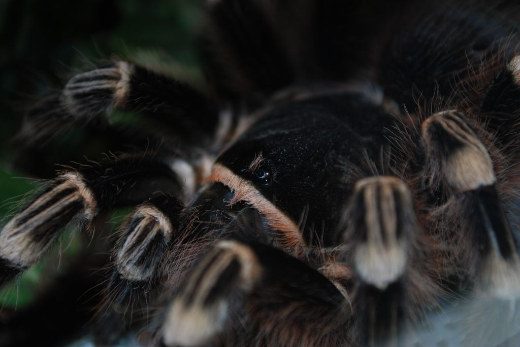 A. geniculata
