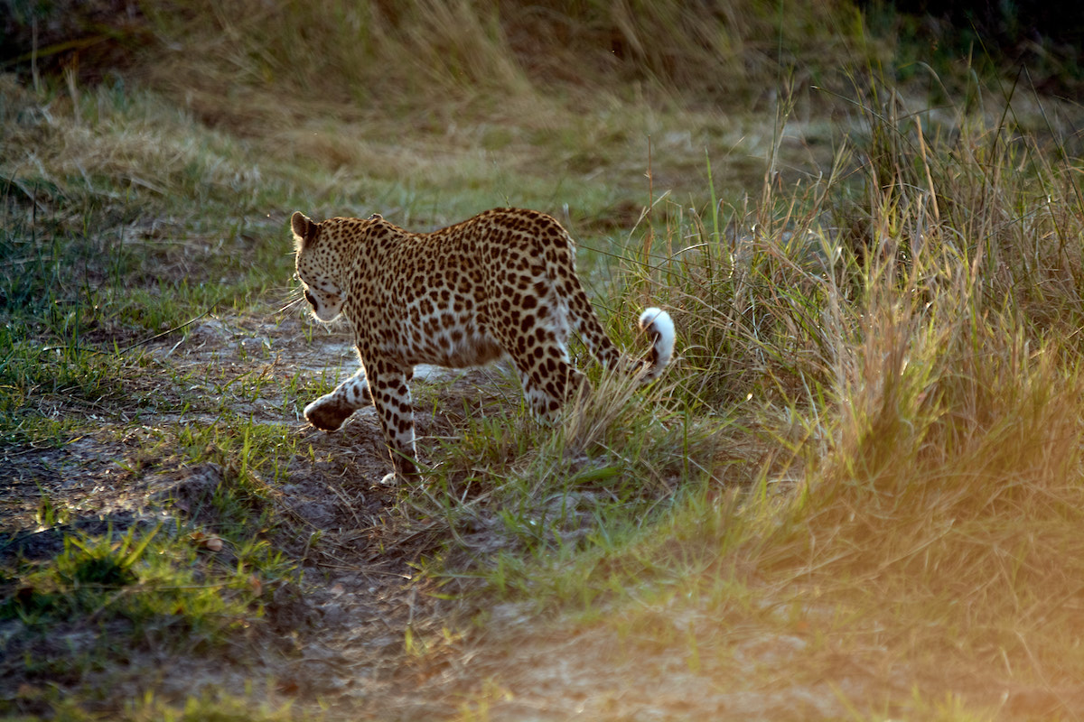 A leopard can’t change his spots and never will