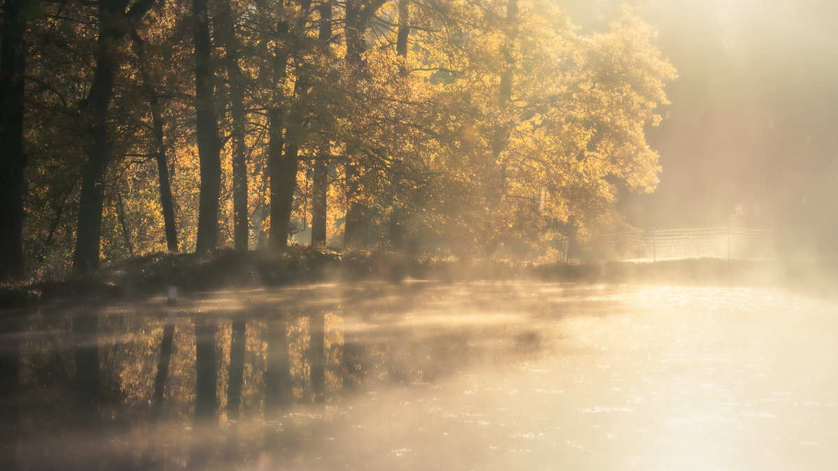 A Pond in Morning Mist