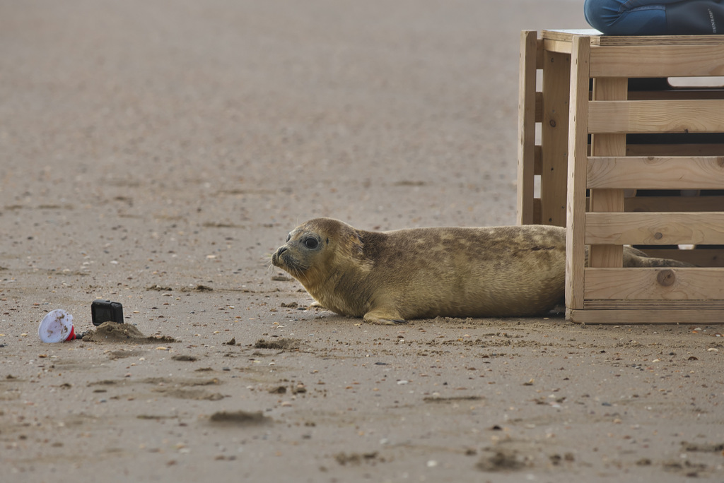 A Seal 20200617 Beestenbrigade-019.jpg
