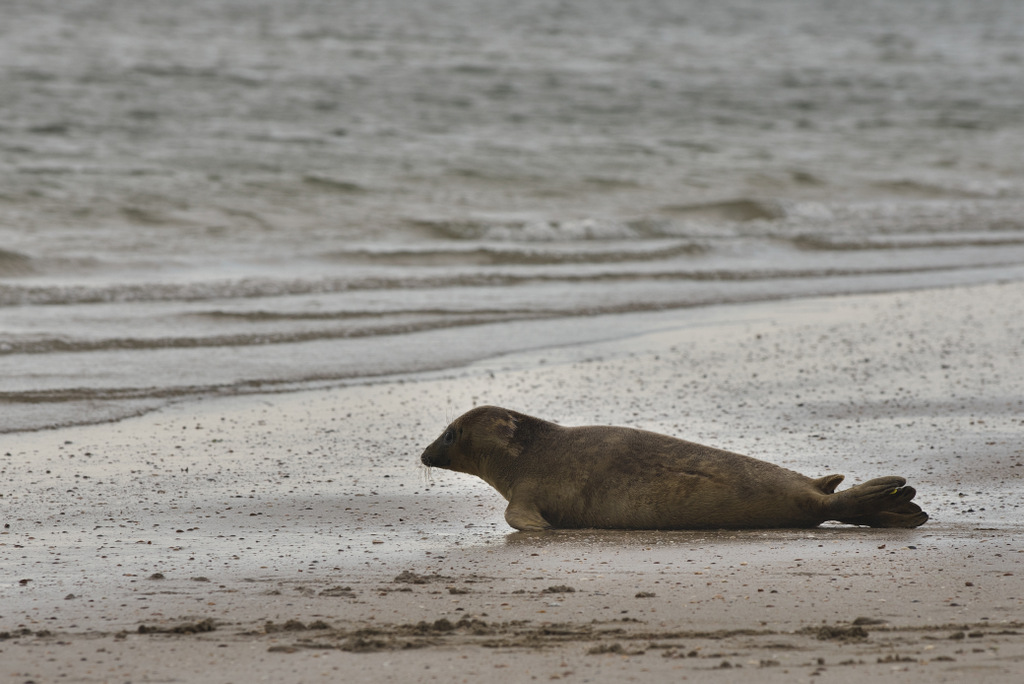 A Seal 20200617 Beestenbrigade-026.jpg