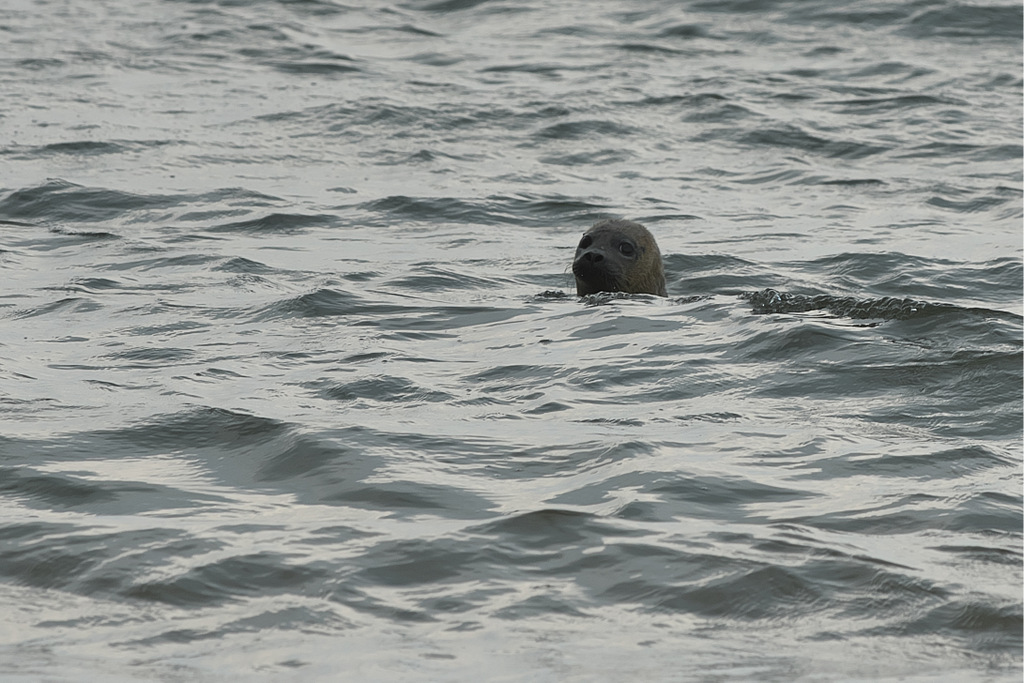 A Seal 20200617 Beestenbrigade-033.jpg