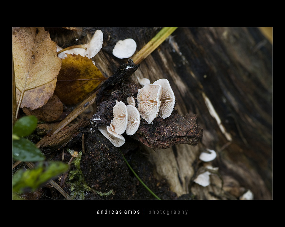 A08 1997 0043
