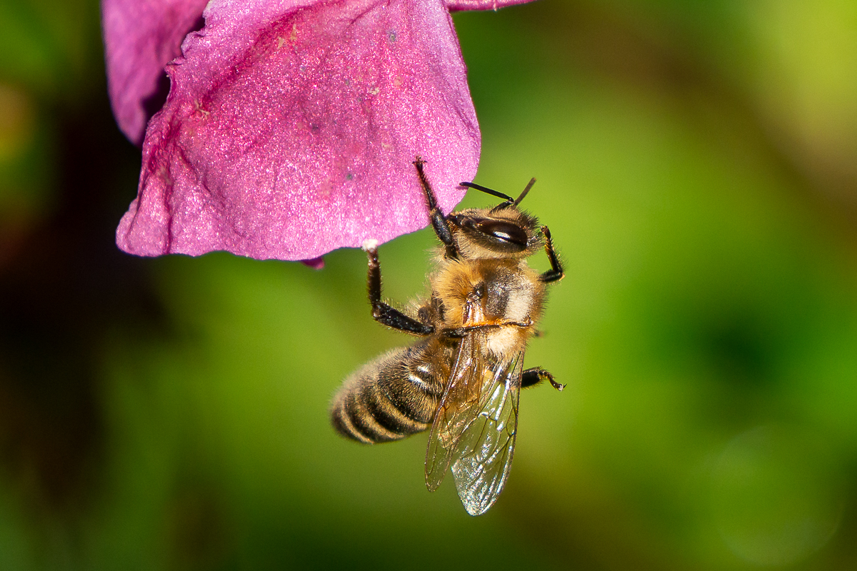 A7R_III_07305.jpg