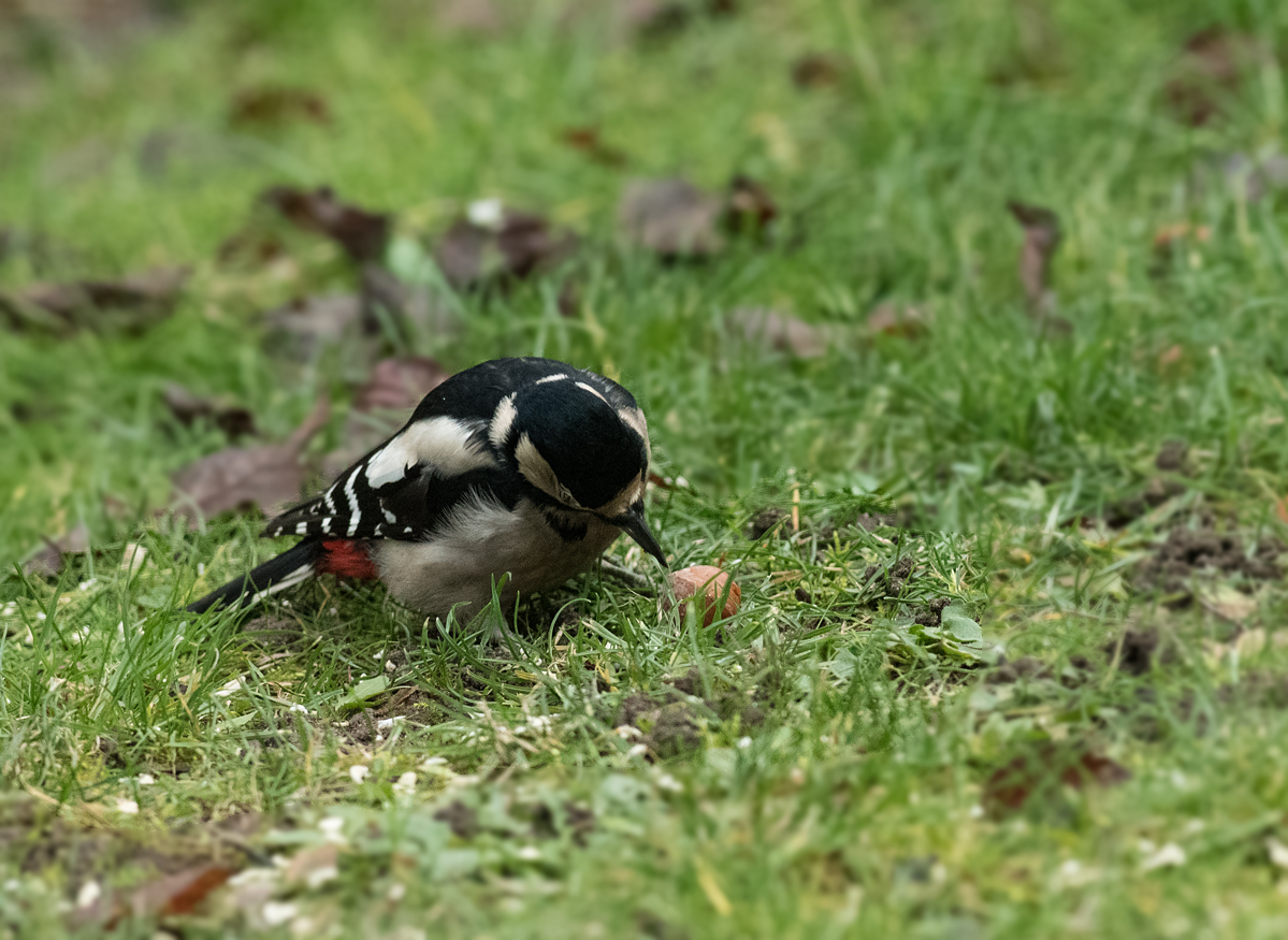 a_DSC_9219.jpg