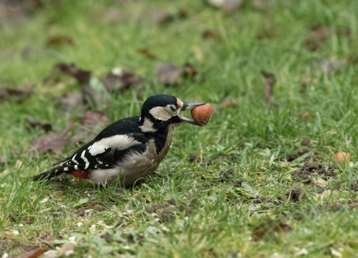 a_DSC_9222.jpg