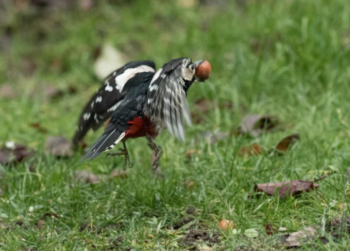 a_DSC_9223.jpg