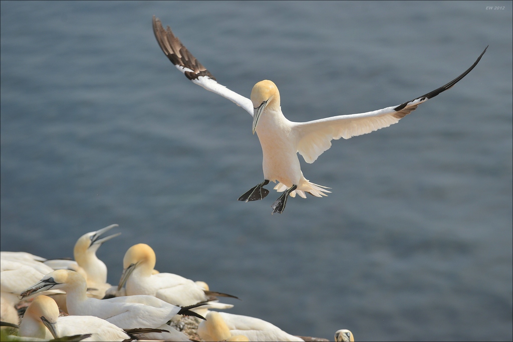 aaacomp Helgoland 20120629 2545