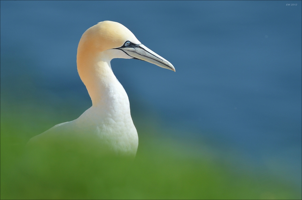 aaacomp Helgoland 20120629 2685