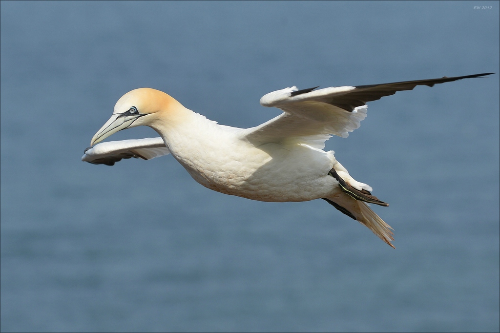 aaacomp Helgoland 20120630 4397