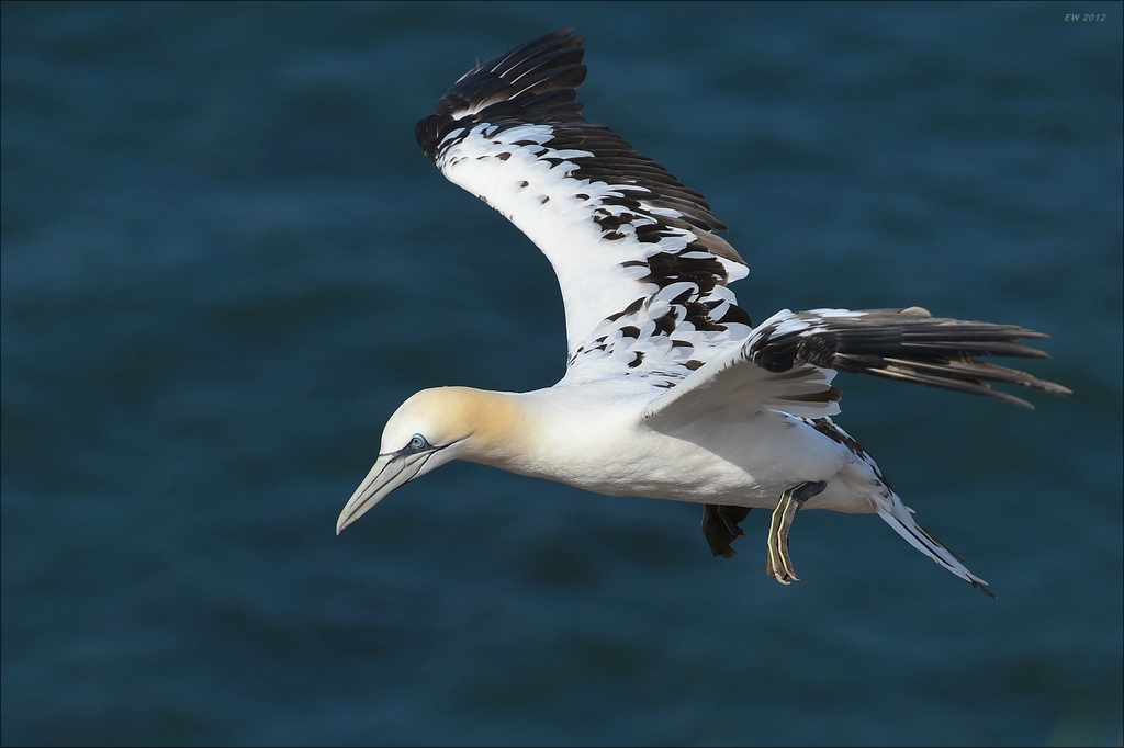 aaacomp Helgoland 20120630 5070