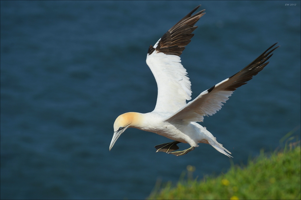 aaacomp Helgoland 20120630 5131