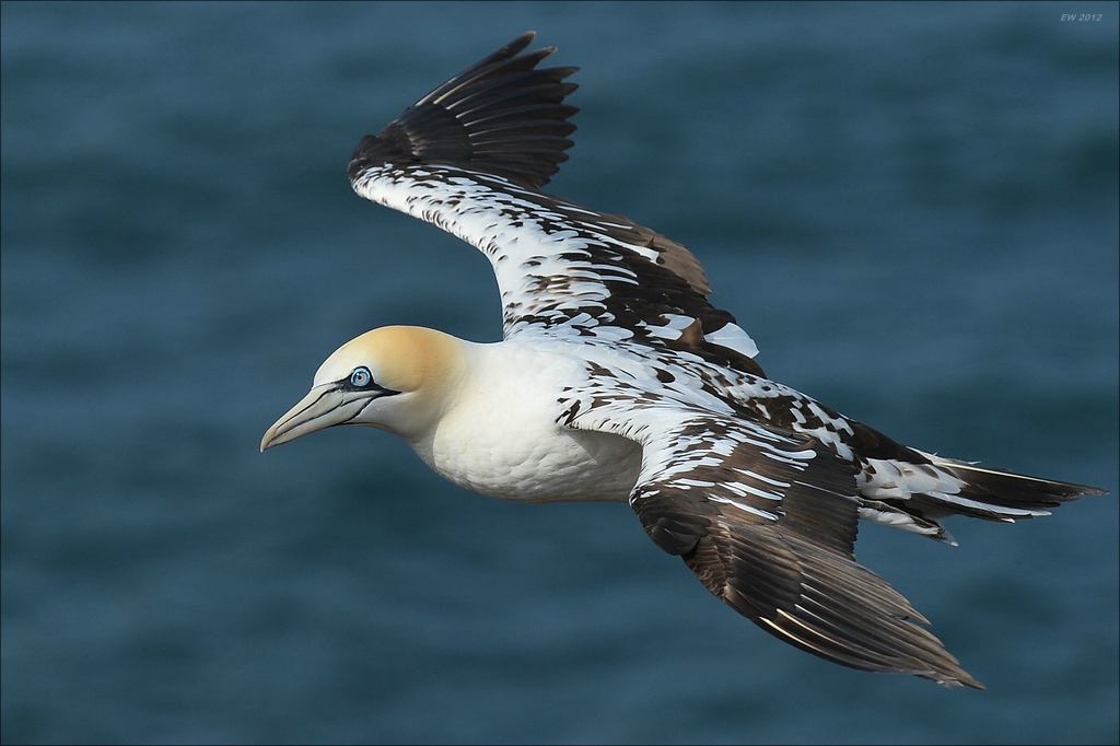 aaacomp Helgoland 20120630 5138a