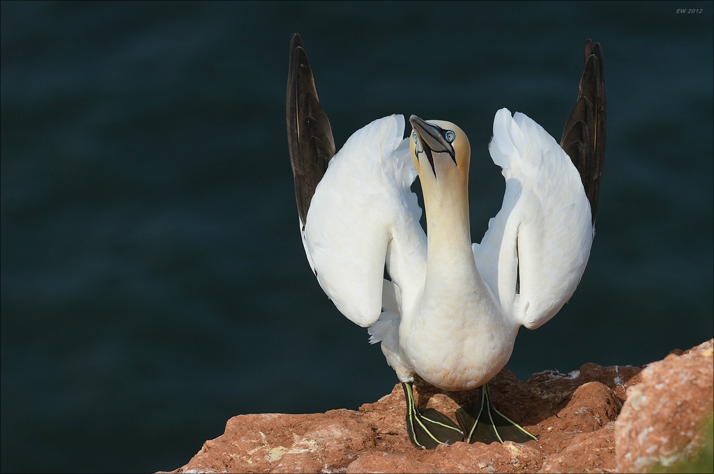 aaacomp Helgoland 20120630 5219