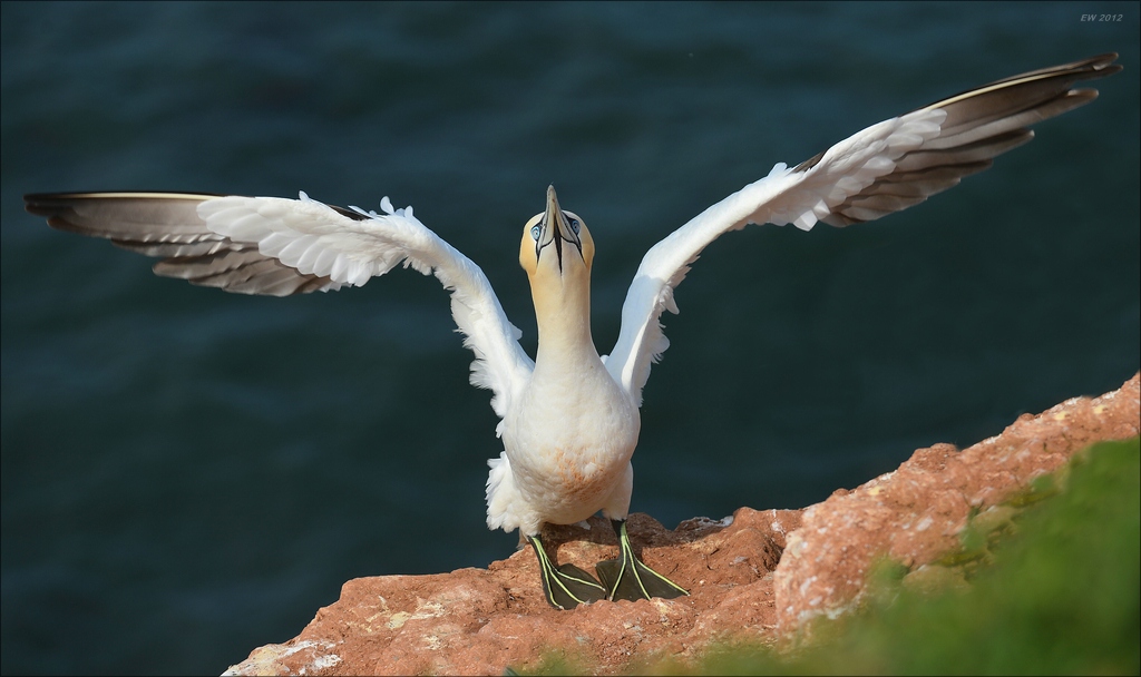 aaacomp Helgoland 20120630 5233