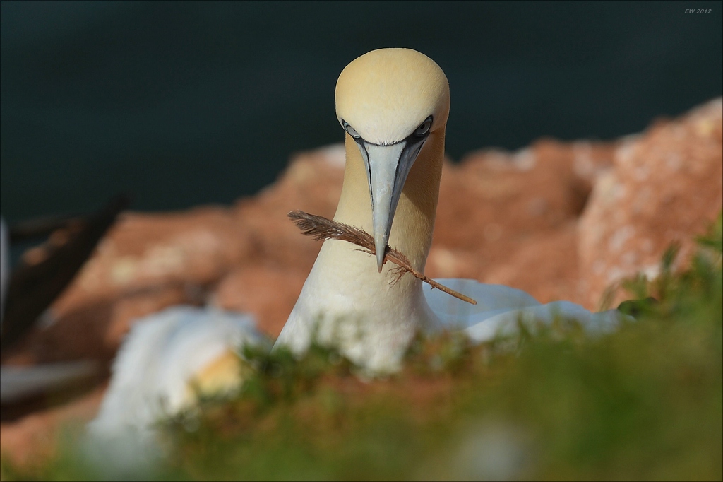 aaacomp Helgoland 20120630 5279