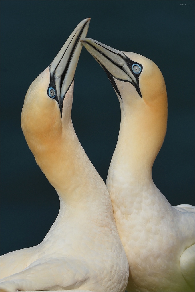 aaacomp Helgoland 20120630 5436