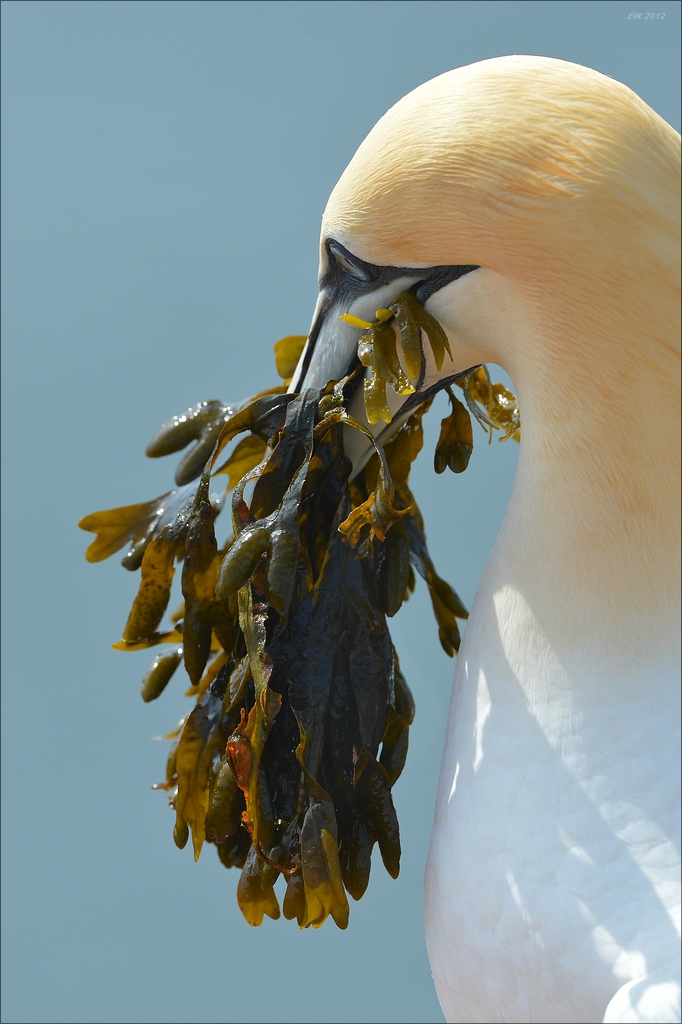 aaacomp Helgoland 20120630 5642