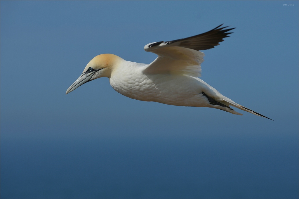 aaacomp Helgoland 20120630 5711