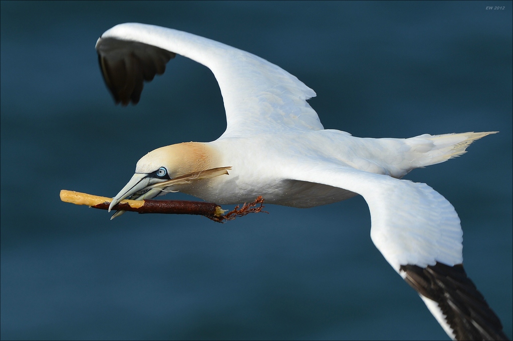 aaacomp Helgoland 20120630 5815