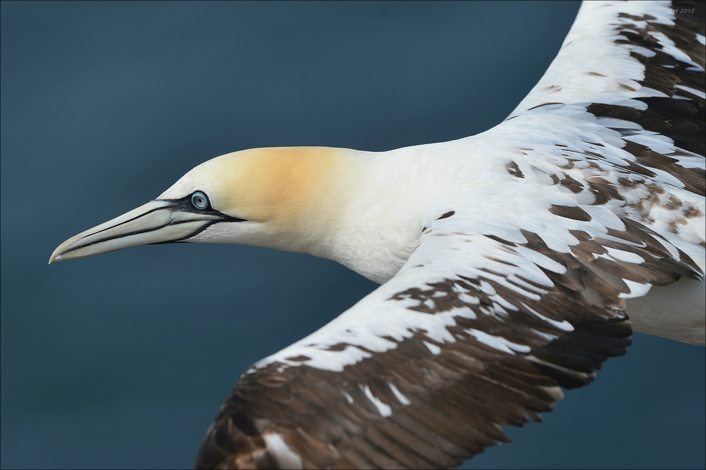 aaacomp Helgoland 20120630 5833