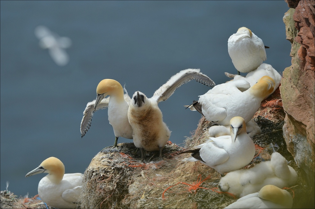 aaacomp Helgoland 20120630 6869