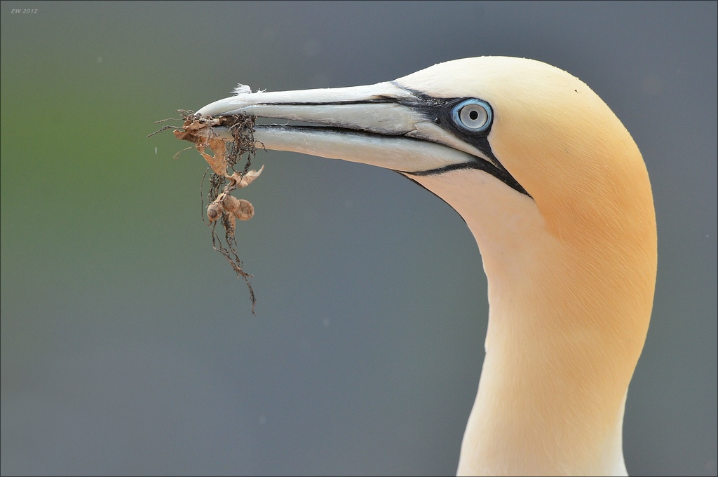 aaacomp Helgoland 20120630 8128