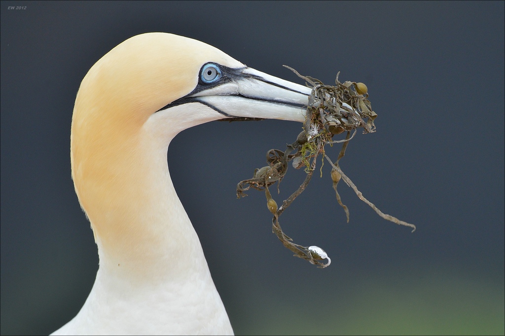 aaacomp Helgoland 20120630 8209