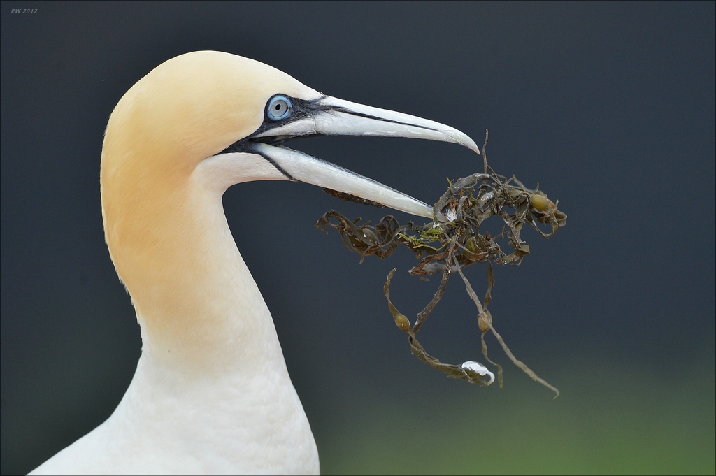aaacomp Helgoland 20120630 8212