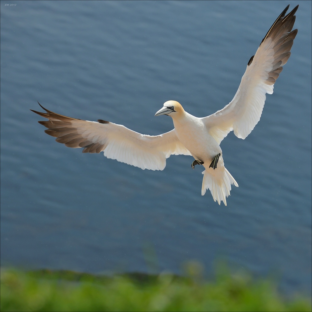 aaacomp Helgoland 20120630 8374