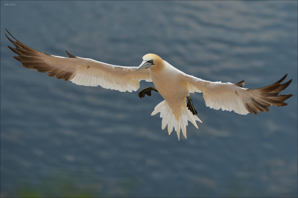 aaacomp Helgoland 20120630 8392