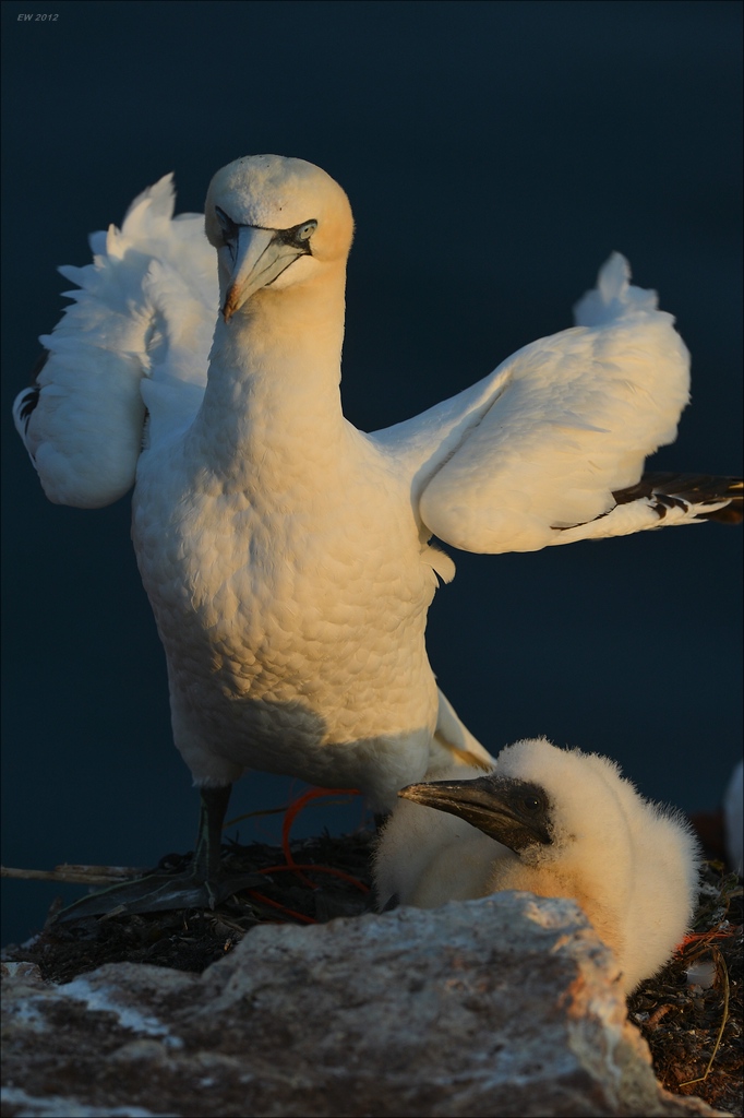 aaacomp Helgoland 20120630 9194