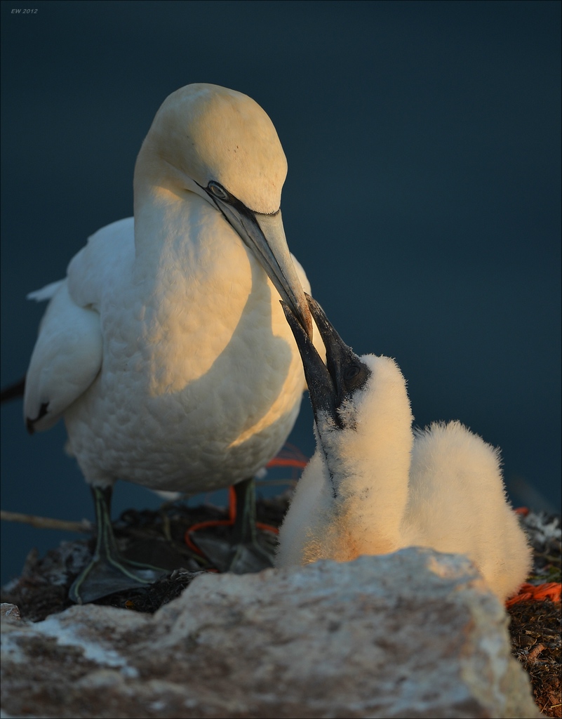 aaacomp Helgoland 20120630 9372