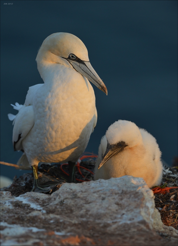 aaacomp Helgoland 20120630 9424