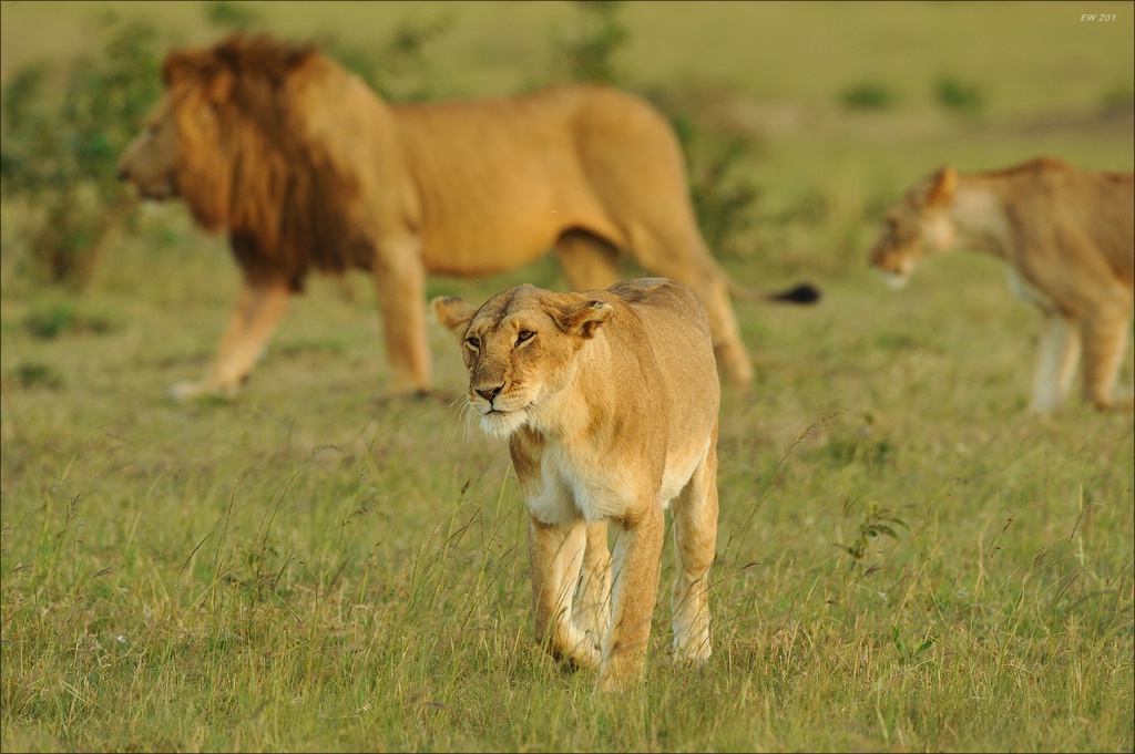 aaacomp Kenia 20111015 11283